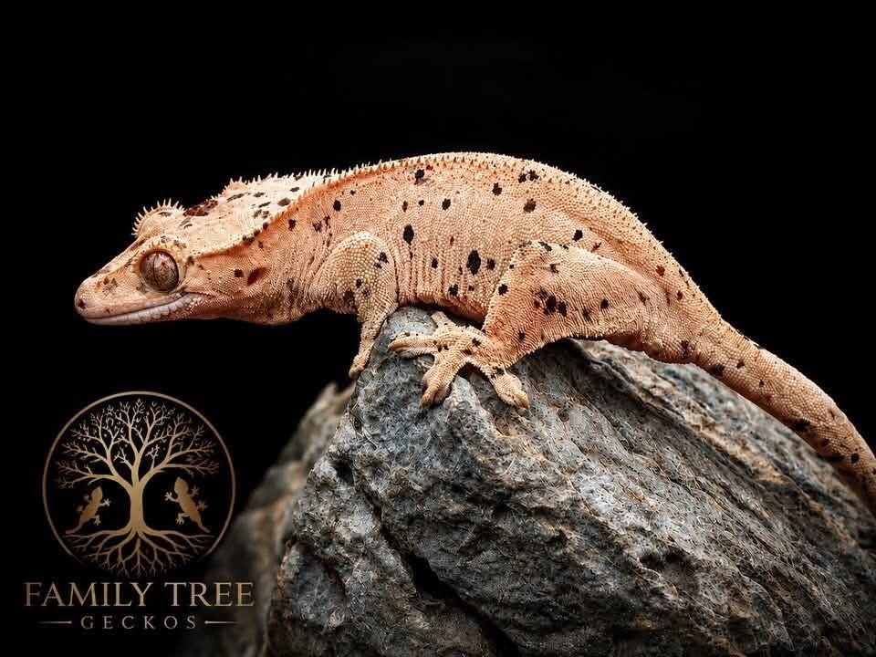 Crested gecko on branch